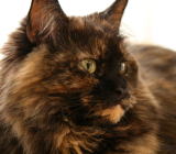 ���i�C���[�W