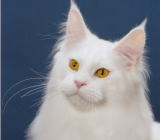 ���i�C���[�W