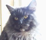 ���i�C���[�W