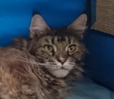 ���i�C���[�W